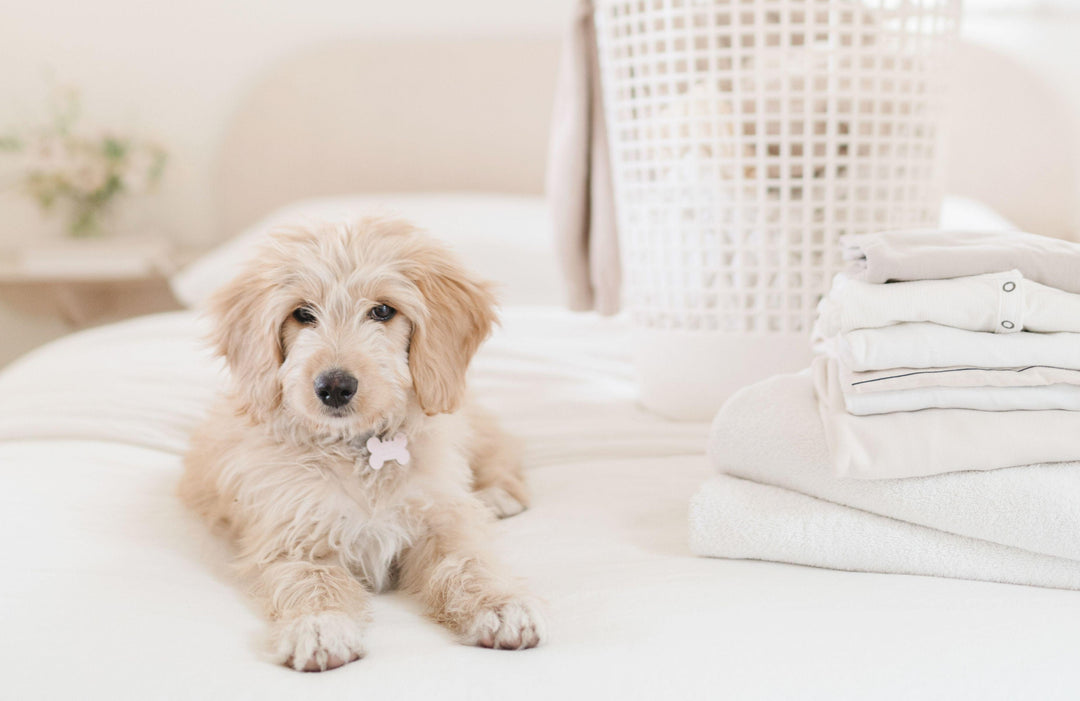 6 Things Every Pet Photographer Should Know - TheLawTog®
