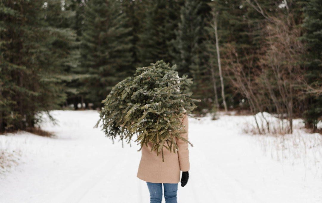 How to Photograph Christmas Trees - TheLawTog®