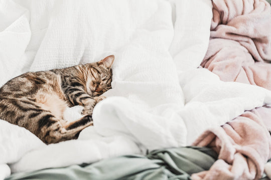 Can I legally use live animals in a photography session?