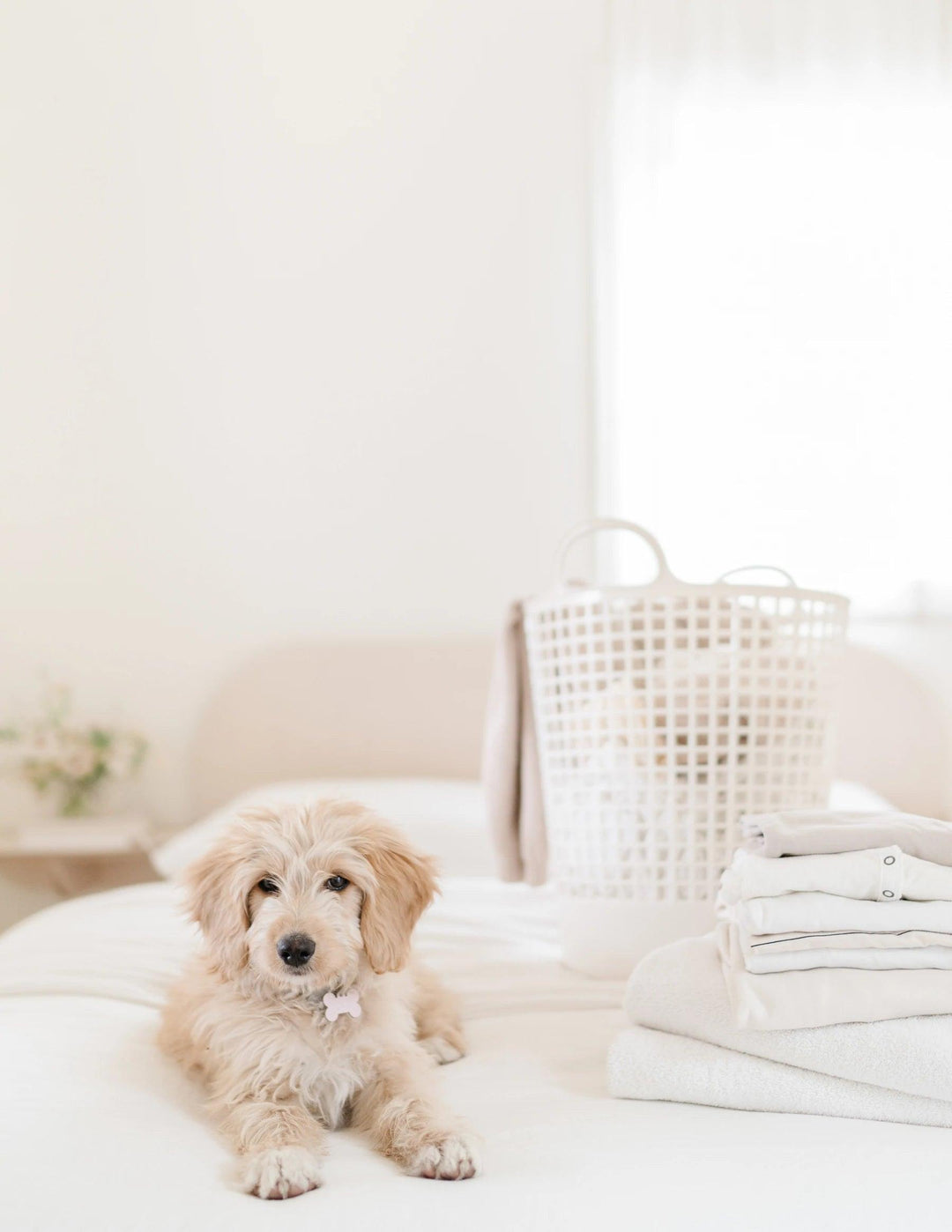 Pet/Animal Photography Contract Checklist - TheLawTog®